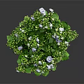 Green Potted Plant With White And Blue Small Flowers In Brown Terracotta Pot