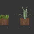 Green Grass Like And Aloe Like Plants In Wooden Square Planters With Black Frames
