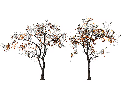 Two Arbor Trees Featuring Abundant Orange Fruits Lush Leaves and Slender Branches 3d model