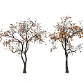 Two Arbor Trees Featuring Abundant Orange Fruits Lush Leaves and Slender Branches