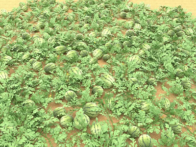 Fresh Green Watermelons Growing on Sandy Ground with Lush Vines 3d model