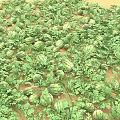 Fresh Green Watermelons Growing on Sandy Ground with Lush Vines