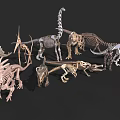 Various Dinosaur Skeleton Models With Different Prehistoric Species Displayed 3d model