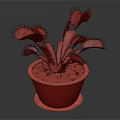 Venus Flytrap Plant with Pink Traps and Green Leaves in Black Pot for Indoor Gardening