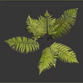 Fern Plant Displaying Lush Green Feathery Fronds Reflected On Dark Shiny Surface