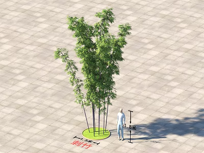 Green Bamboo Plant with Multiple Stalks on Paved Ground and a Person Standing Nearby 3d model