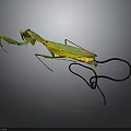 Green Praying Mantis With Long Legs And Curved Tail On Dark Background