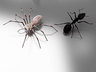 White Spider With Red Spots And Black Ant On White Surface Closeup Shot 3d model