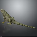 Light Green Striped Iguana With Orange Claws Scaly Body And Long Tail On Gray Background