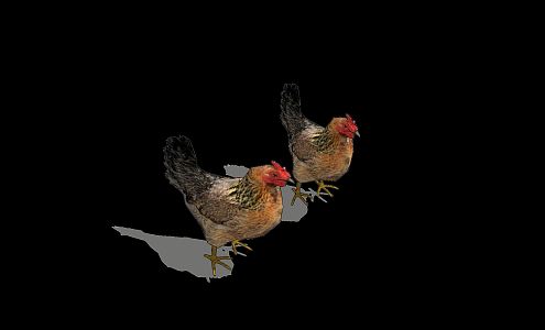 modern rooster 3d model