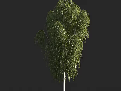 Weeping Willow Tree With Lush Green Drooping Branches And White Trunk 3d model