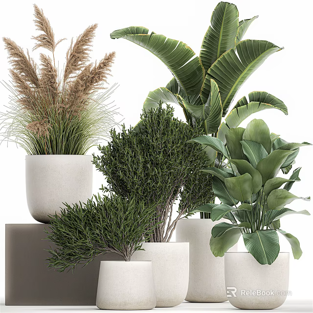 Various Types of Potted Plants in White Pots with Palm Leaves Ferns and Shrub-like Greenery 3d model 