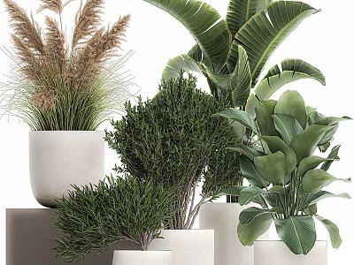 Various Types of Potted Plants in White Pots with Palm Leaves Ferns and Shrub-like Greenery 3d model