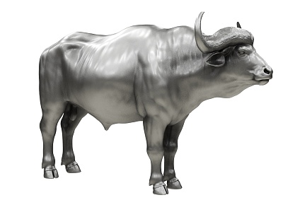 African Buffalo Cow 3d model