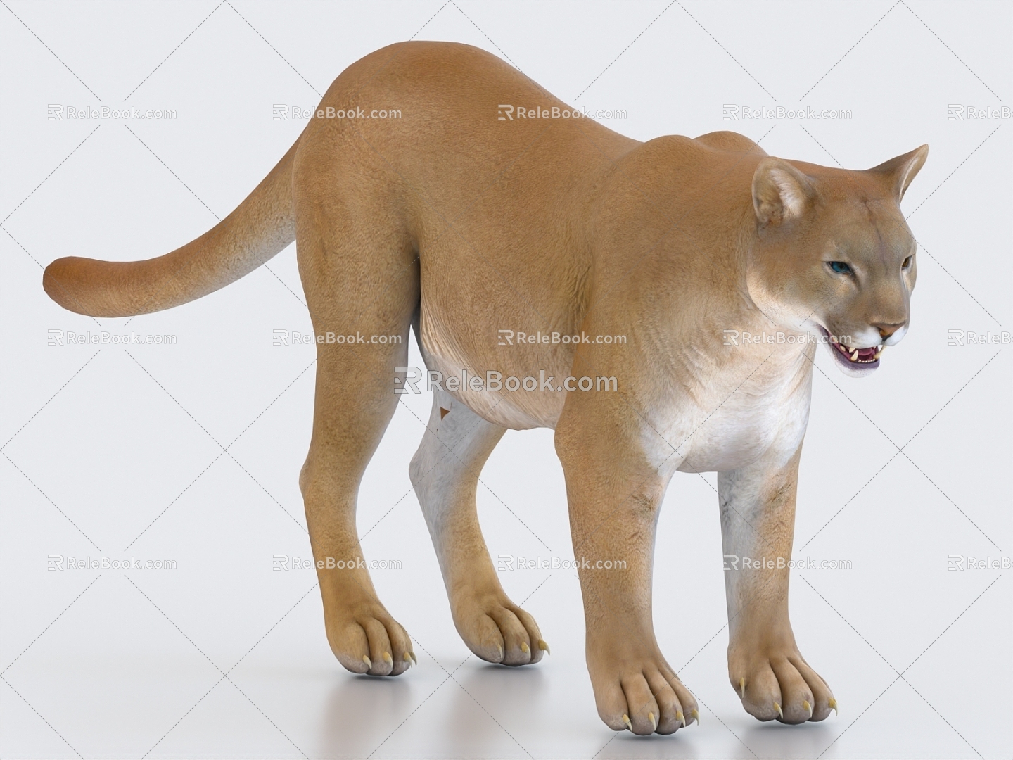 Lion Cougar 3d model