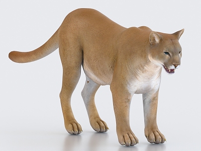 Lion Cougar 3d model