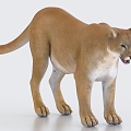 Lion Cougar 3d model