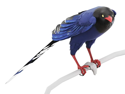 Vibrant Blue Bird with Black Head Red Beak and Claws Perched on White Branch 3d model