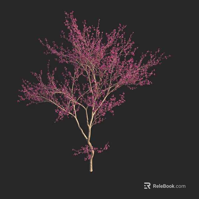 Pink Flowering Arbor With Delicate Branches And Pink Blossoms Isolated On Black Background 3d model 