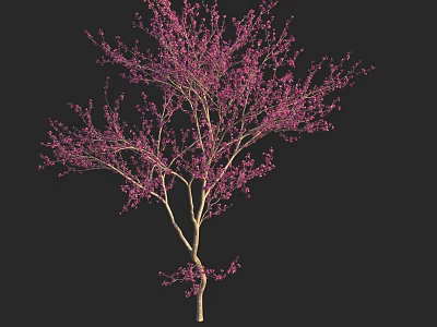 Pink Flowering Arbor With Delicate Branches And Pink Blossoms Isolated On Black Background 3d model