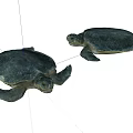 Two Marine Turtles With Dark Shells And Flippers In Ocean Habitat