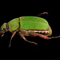 Close Up View Of Green Beetle With Shiny Exoskeleton On Black Background