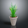 Decorative Green Potted Plant With Long Leaves In Checkered Pattern Pot