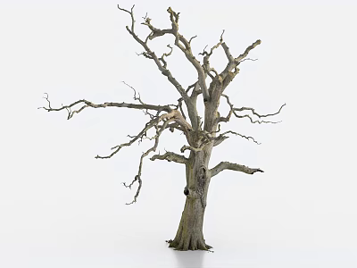 Bare Tree With Leafless Twisted Branches And Textured Trunk Against White Background 3d model