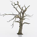 Bare Tree With Leafless Twisted Branches And Textured Trunk Against White Background 3d model