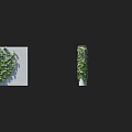 Natural Green Climbing Vines Covering Wall Panel And Cylindrical Column Structure