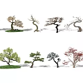New Chinese Pine Landscape Tree 3d model