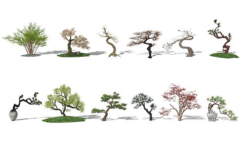 New Chinese Pine Landscape Tree 3d model