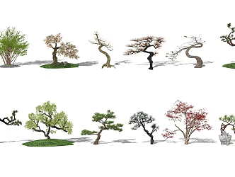New Chinese Pine Landscape Tree 3d model