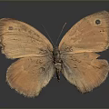 Detailed Orange Butterfly with Orange Wings and Black Spots on Dark Background