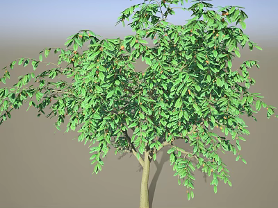 Healthy Agricultural Crop Tree With Lush Green Leaves And Foliage Growth 3d model