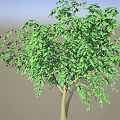 Healthy Agricultural Crop Tree With Lush Green Leaves And Foliage Growth