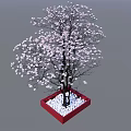 Blooming Tree With White Pink Flowers In Red Square Pot And White Pebbles