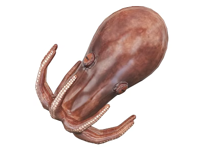 Brown Octopus Marine Aquatic Animal with Curled Tentacles Detailed Close up View 3d model