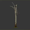Tall Dead Tree With White Trunk And Green Moss At Bottom On Dark Background