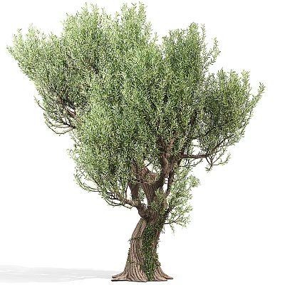 Evergreen Tree With Lush Green Leaves Dense Branches And Ivy Covered Trunk 3d model