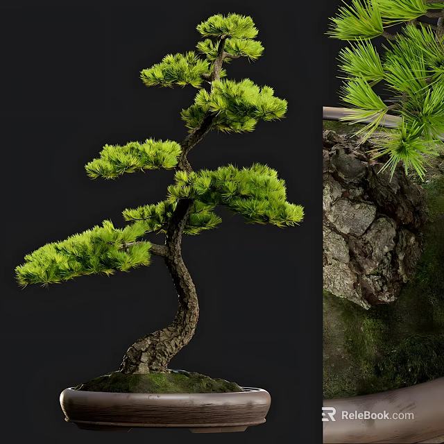 Exquisite Bonsai Tree with Twisted Trunk Lush Green Foliage and Rocky Mossy Base 3d model 