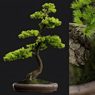 Welcome pine 3d model