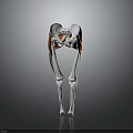 3D Rendered Human Hip Joint Leg Bones And Muscles Anatomical Structure