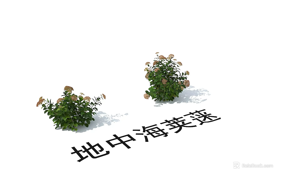 Mediterranean Viburnum Shrubs With Green Foliage And White Blooming Flowers 3d model 