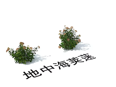 Mediterranean Viburnum Shrubs With Green Foliage And White Blooming Flowers 3d model