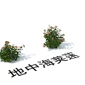 Mediterranean Viburnum Shrubs With Green Foliage And White Blooming Flowers