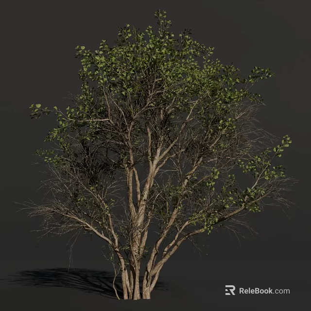 Lush Green Arbor With Branched Trunk And Dense Foliage On Dark Background 3d model 
