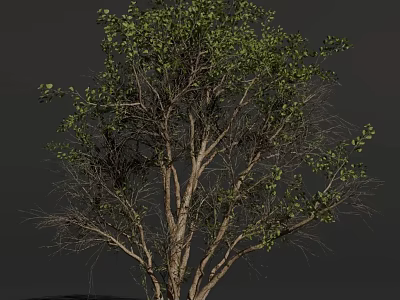 Lush Green Arbor With Branched Trunk And Dense Foliage On Dark Background 3d model