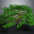 Isolated 3D Tree Model With Green Foliage Lush Canopy And Brown Trunk