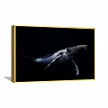 Whale Animal Painting with Detailed Marine Life on Dark Background